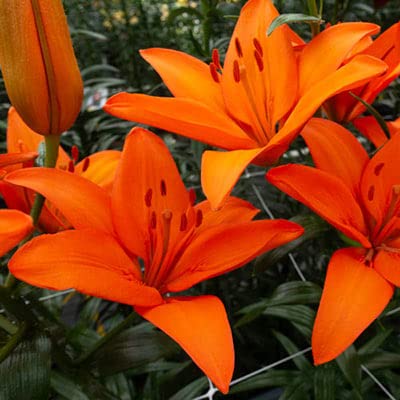Asiatic Orange Lily Bulbs for Planting - Stunning Orange Color to Compliment and Garden or Container Grow