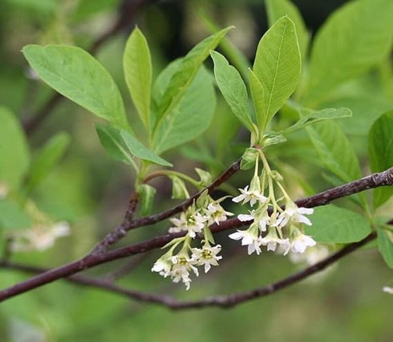 Indian Plum Tree Seeds for Planting (30 Seeds) - Oemleria cerasiformis