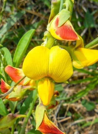 30 Cats Bell Flower Seeds for Planting - Crotalaria spectabilis
