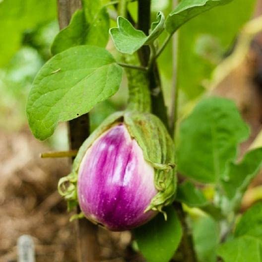 Rosa Bianca Eggplant Seeds, 50+ Heirloom Seeds Per Packet -, Non GMO Seeds, Botanical Name: Solanum melongena