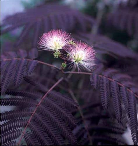 30 Persian Silk Tree Seeds - Summer Mimosa Silk Tree Seed, Silk Tree Seeds for Planting- Ships from Iowa, USA