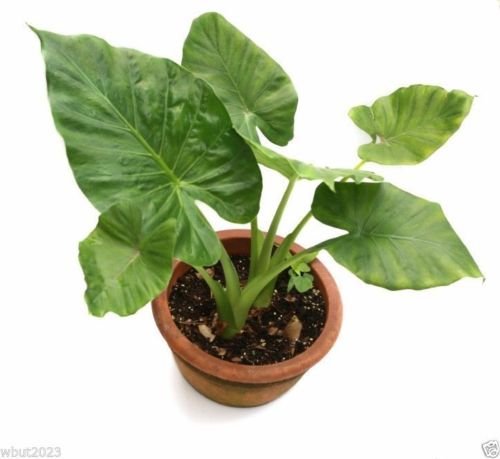 3 Jumbo Elephant Ear bulbs (Colocasia esculenta) Tropical Plant .