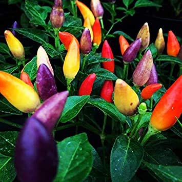 5 Color Pepper Plant Seeds for Planting | 25+ Seeds | Exotic Garden Seeds to Grow Multicolored Peppers | Amazing