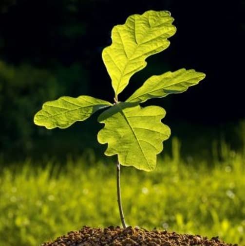 Black Oak Tree Seedlings for Planting | Quercus nigra - Oak Trees for Shade and Landscaping - No Ship to California