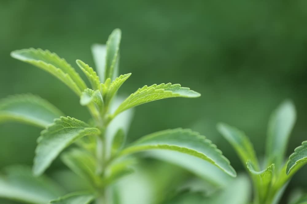 Stevia Sweetleaf Herb Plant Seeds I 100 Seeds I Natural Stevia Seeds for Planting I Non-GMO Heirloom Seeds