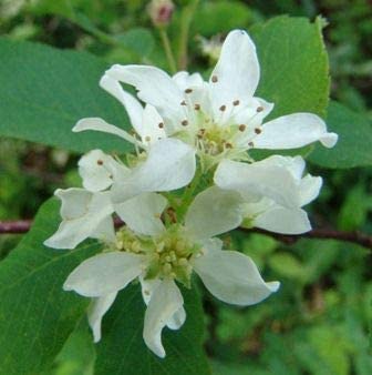MITRAEE 100 Saskatoon Serviceberry Plant Seeds