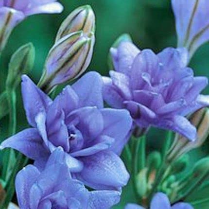 Triteleia Aquarius Bulbs for Planting - 10 Bulbs
