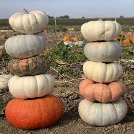Stacker Pumpkin Mix Seeds for Planting (10 Seeds)