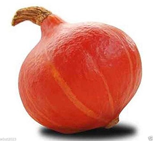 Red Kuri Squash Seeds- Open-Pollinated,Japanese kabocha Pumpkin, (10 Seeds)