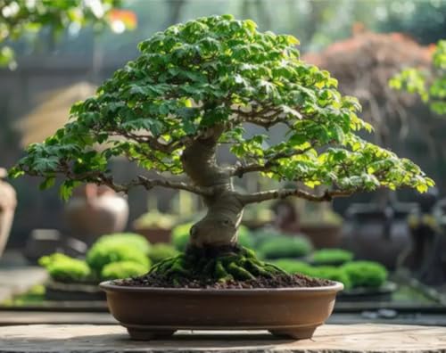 Hornbeam Bonsai Tree Seeds for Planting (30 Seeds)