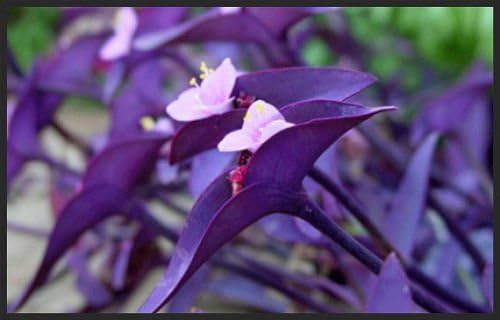 5 Cuttings Purple Heart Wandering Jew - Tradescantia Pallida Purpurea Plant - Easy to Grow Indoor Outdoor Plant