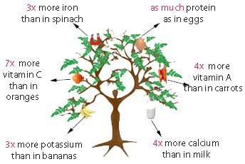 25 Seeds Moringa oleifera Drumstick Tree Seeds