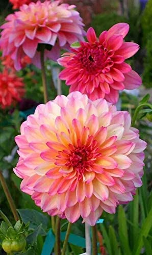 100+ Rare Mix Dahlia Flower Seeds - Easy to Grow, Made in USA, Ships from Iowa. Grow Beautiful Dahlias