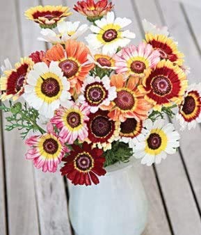 100+ Painted Daisy Flower Seeds Mix - Made in USA, Ships from Iowa. Grow Chrysanthemum Painted Daisy Flowers - Stunning Colors White, Yellow, Golden, Red