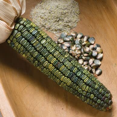 Oaxacan Green Indian Corn Seeds for Planting - 25+ Seeds - Stunning Green Kernel Corn - Grown in Iowa - A Must Have!