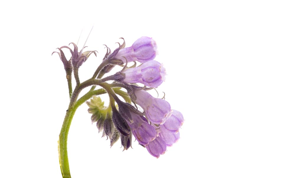 True Comfrey Seeds for Planting (Symphytum officinale) Non GMO, Heirloom - Made in USA
