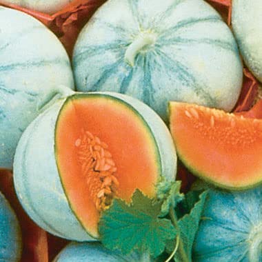 10 Savor Melon Seeds | Exotic Garden Fruit Seeds to Plant | Sweet Exotic Melons, Grow and Eat
