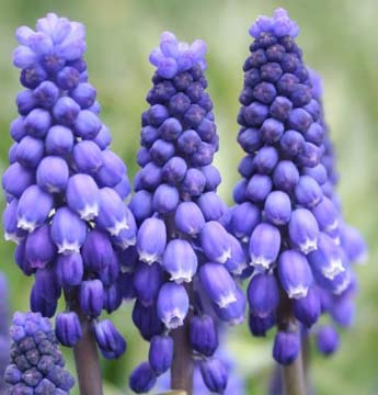 (5) Blue Grape Hyacinth Blooming Sized Bulbs
