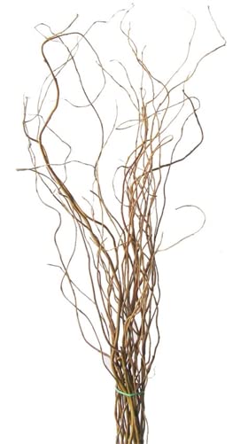 16 Natural Curly Willow Branch Tips - Great for Decoration, Vase Filler, Wedding or Event Decor - Approx. 3 Foot Tall