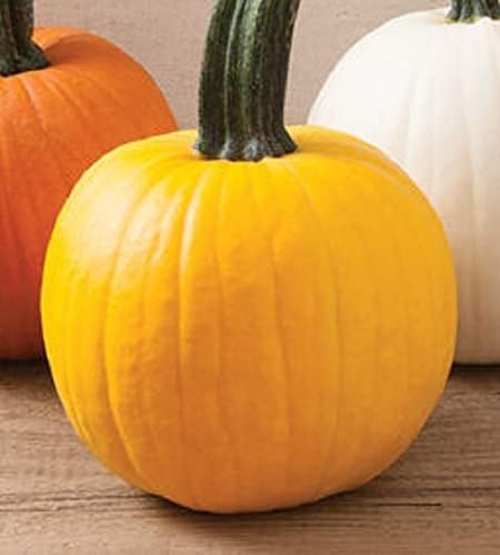 Pumpkin Seeds for Planting (10 Seeds) - Exotic and Hard to Find Pumpkin, Squash and Gourd Seeds - Vegetable Garden Seeds