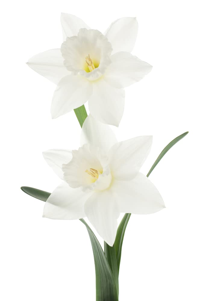 White Daffodil Bulbs for Growing - Narcissus Flower Bulbs