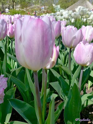 Sweet Flag Tulip",12/+cm,Blooms in Late Spring,Limited supply (Tulips, 10)