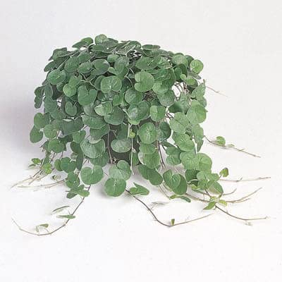 Emerald Falls Dichondra Seeds for Planting (10 Seeds) - Stunning Weeping Plant, Hanging Basket or Ground Cover