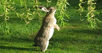 CZ Grain Willow Bunny Brunch - 6 Cuttings to Grow Indoor Willow Leafs - Rabbits Love Them - Fresh Rabbit Food