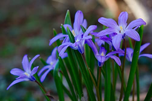 Chionodoxa Luciliae 'Glory of The Snow' (Scilla luciliae) Size 5/+ cm, Bulbs for Planting, Open Pollinated, Heirloom, Non-GMO, Bossier's Glory-of-The-Snow, Lucile's Glory-of-The-Snow