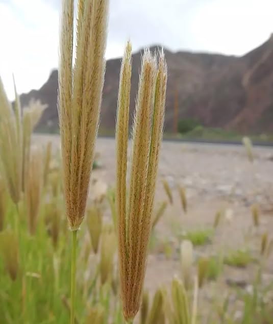 100 Feather Finger Grass Seeds for Planting - Chloris virgata - Ornamental Grass