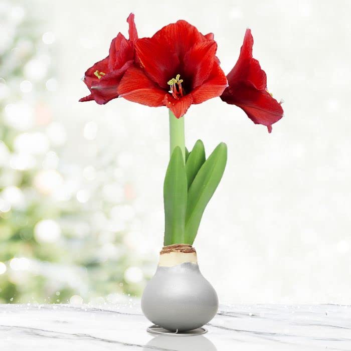 Large Waxed Red Blooming Amaryllis Bulbs - Silver Dipped Bulbs - Biggest and Healthiest Wax Amaryllis