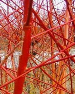 Red Flame Willow Trees - Burning Bush - Fast Growing and Stunning Color