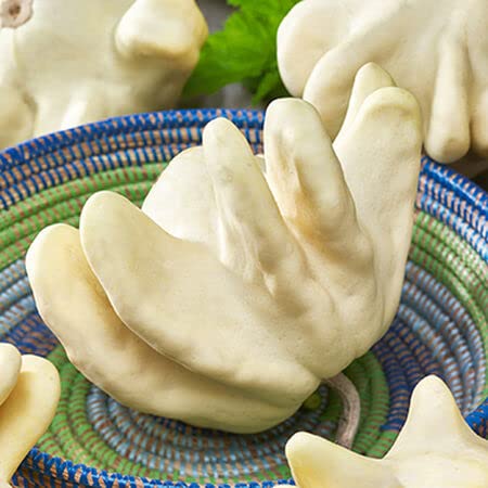 UFO Gourd (20 Seeds) - Out of This World Shaped Squash