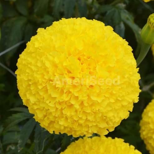 Oriental Marigold Flower Seeds for Planting (50 Seeds)