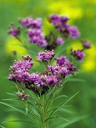 Common Ironweed Seeds - Deep Purple-red Wildflowers Glow in Late Summer Wow(100 - Seeds)