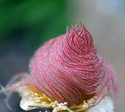 25 Prairie Smoke Seeds | Ships from Iowa. Rare and Hard to Find Geum triflorum Seeds - Native Wildflower