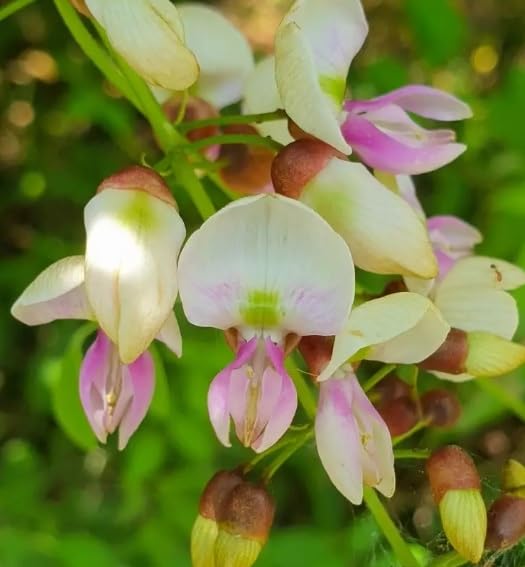 5 Indian Beech Tree Seeds for Planting - Pongamia pinnata