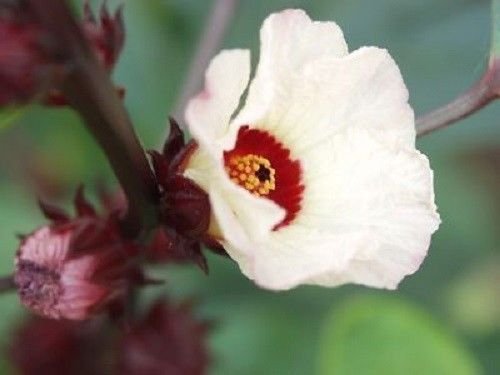 50 ROSELLE HIBISCUS Sabdariffa Rosella Fruit Flower Seeds