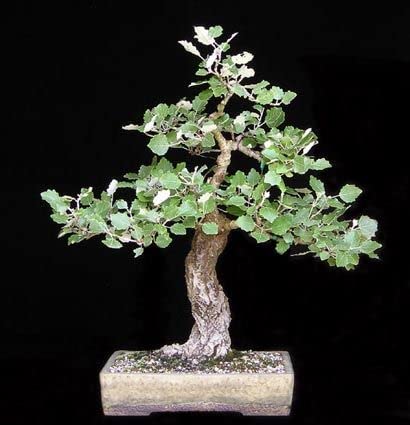4 White Poplar Bonsai Tree Forest Cuttings to Grow - Easy to Grow Indoor or Outdoor Bonsai Plants - Made in USA