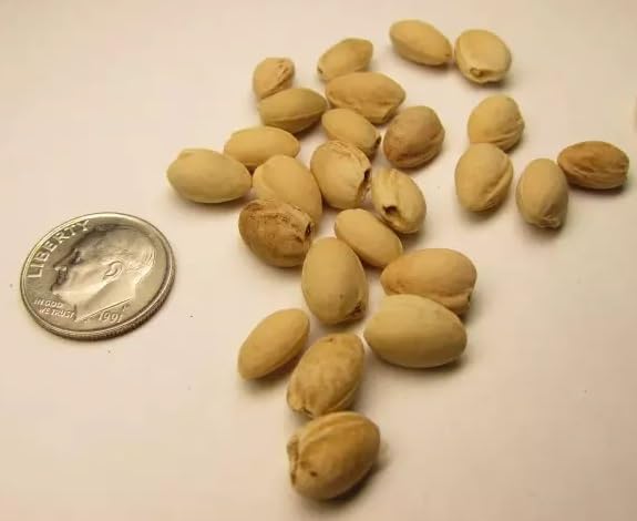 10 Evans Sour Cherry Tree Seeds for Planting - Prunus cerasus 'Evans'