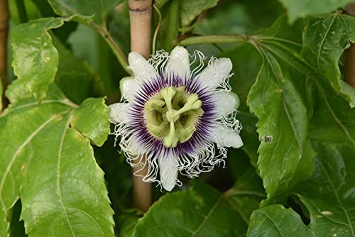 New Passion Fruit Passiflora edulis Fruit 20+ Seeds