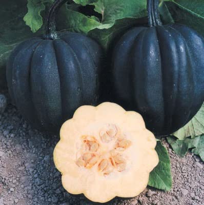 Autumn Delight Squash Seeds for Planting (10 Seeds) - Exotic and Hard to Find Black Squash