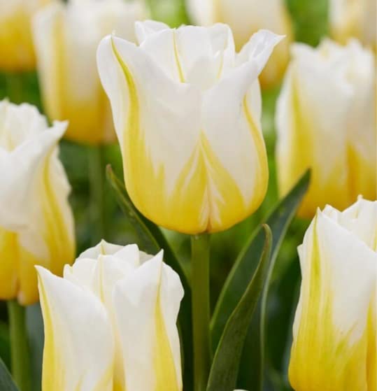 10 Flaming Agrass Tulip Bulbs for Planting - Easy to Grow