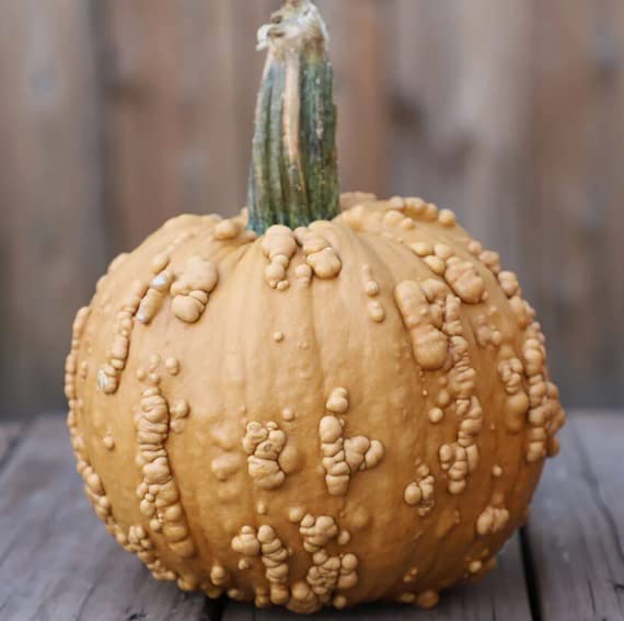 Grizzly Bear Pumpkin Seeds for Planting (10 Seeds) Rare Brown Worty Fruit