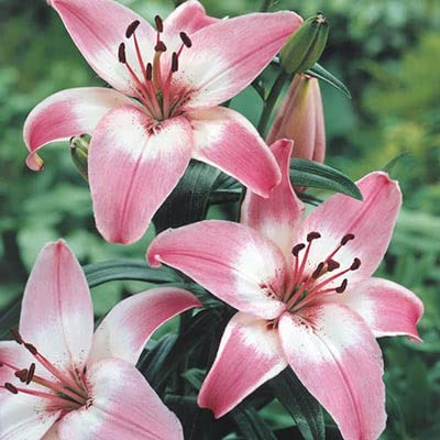 Asiatic Lily Rosella's Dream Bulbs for Planting - Pink Oriental Lily, Beautiful Perennial for Any Garden