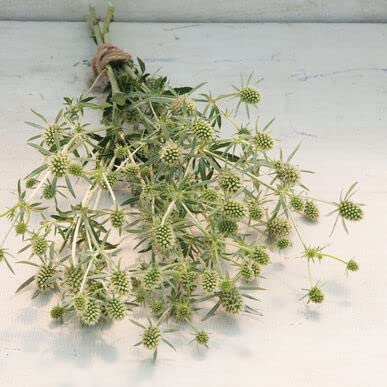 25 White Glitter Sea Holly Seeds - Eryngium Flower Seeds