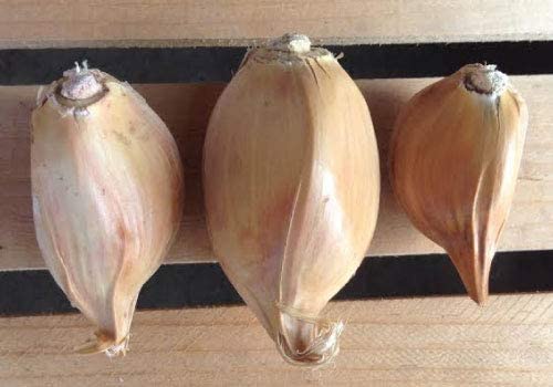 Garlic Elephant -0.15 OZ about 20 to 25 cloves Organic Fresh seeds cloves garlic elephant for planting, eating and growing your own garlic Harvest 2020