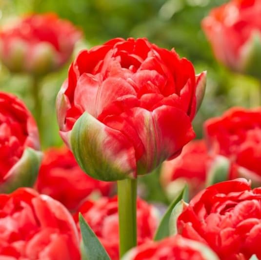 Bombastic Double Early Tulip Bulbs for Planting - Easy to Grow Perennial Tulips