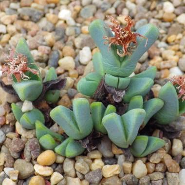 Antimima dualis Succulent Seeds for Planting (5 Rare Seeds)