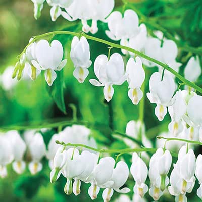 White Bleeding Hearts Plant Bulbs for Planting - Not Seeds, Get Easy to Grow Bulbs - Dicentra spectabilis alba